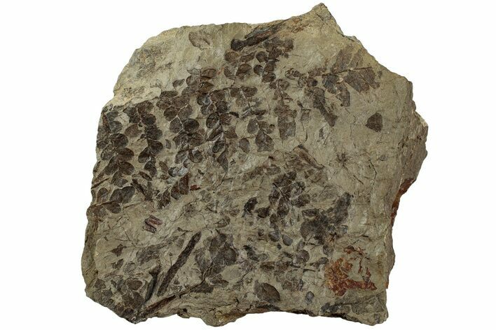Pennsylvanian Fossil Fern (Pecopteris) Plate - West Virginia #232213